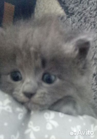 Британочка