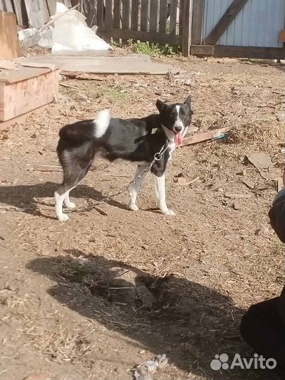 Охранный пес Марк