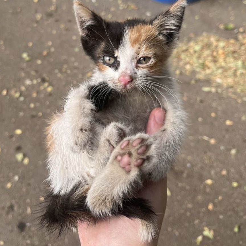 Кошка в добрые руки