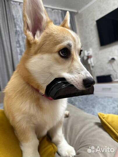 Вельш-корги пемброк