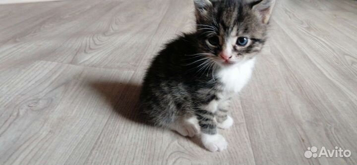 Котенок(девочка)