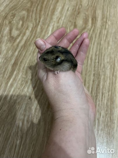 Джунгарский хомяк маленький