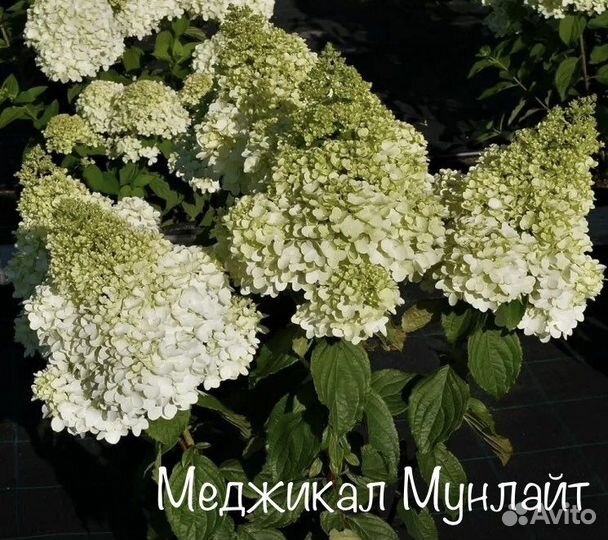 Гортензии метельчатые и древовидные