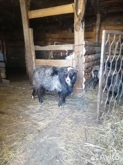 Овцы бараны ягнята романовские