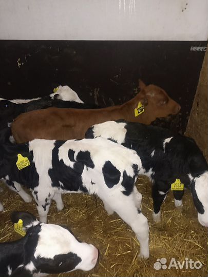 Телята бычки