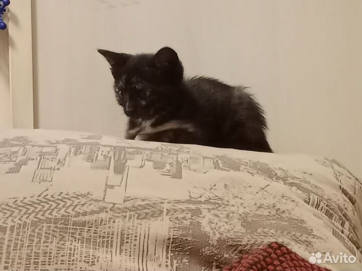 Котенок в добрые руки