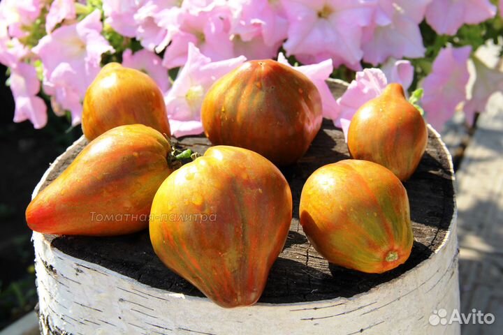 Рассада коллекционных томатов