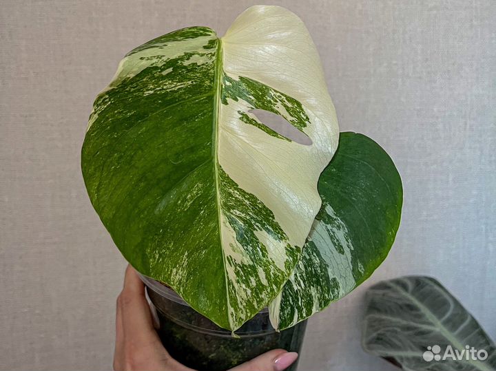 Монстера Альба