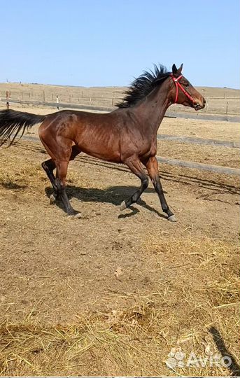 Лошадь Бей Фьюри