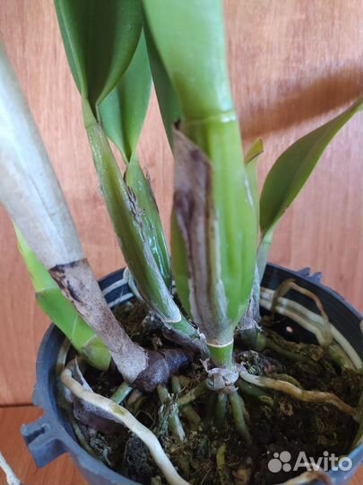 Rlc. Liou Hope 'Nan Chyu'