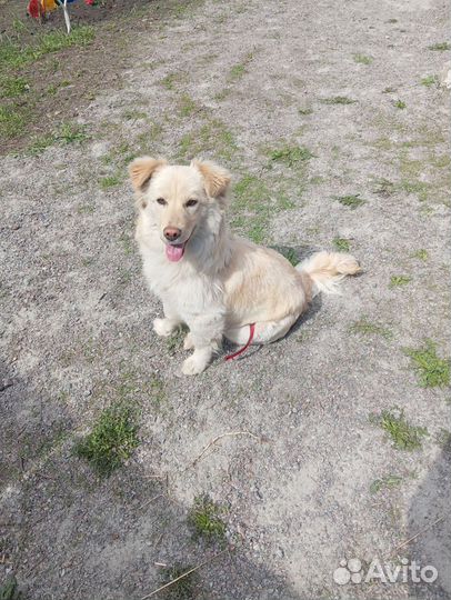 Девочка в добрые руки