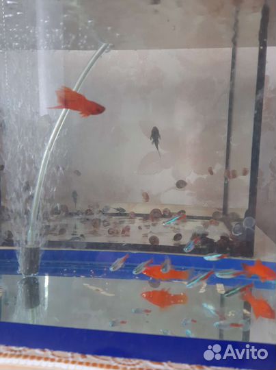 Сомики обмен- с моей доплатой