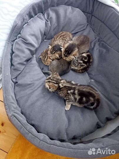 Котята