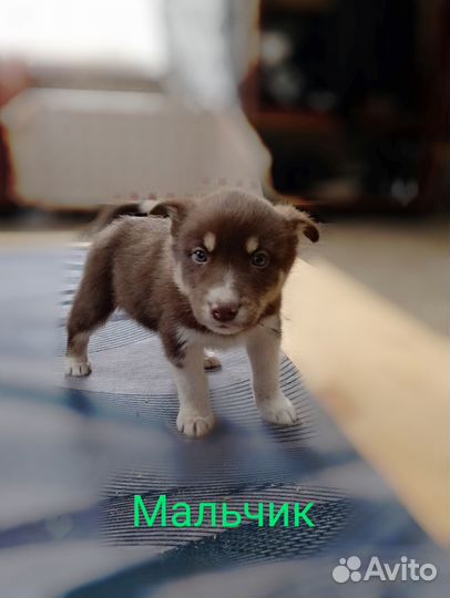 Отдам щенков добрые руки