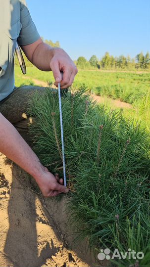 Саженцы сосны обыкновенной окс от производителя