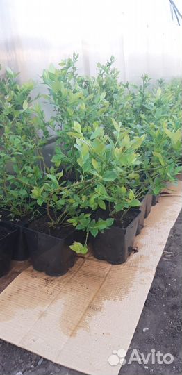 Саженцы голубики и клюквы