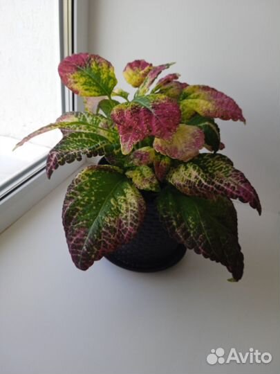 Колеус Аватар