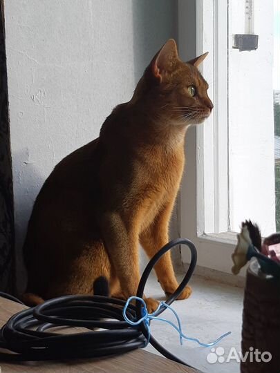 Абисинский кот для вязки