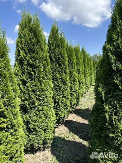 Туя смарагд оптом