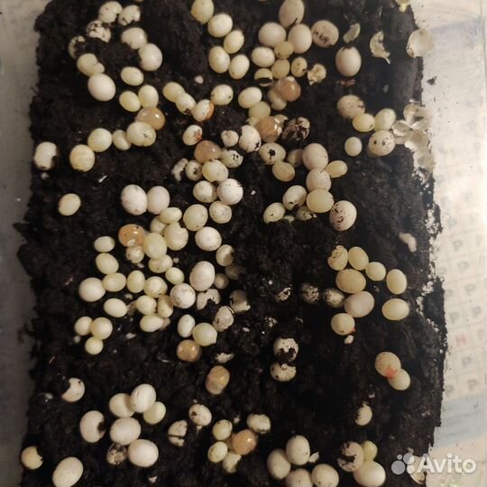 Улитки ахатины маленькие улитята ооочень милые