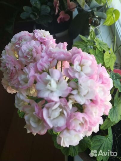 Пеларгонии Мадам Селерон и розебудные