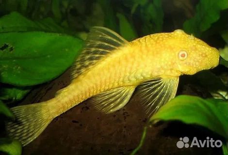Сомики анциструсы вуалевые золотой альбинос