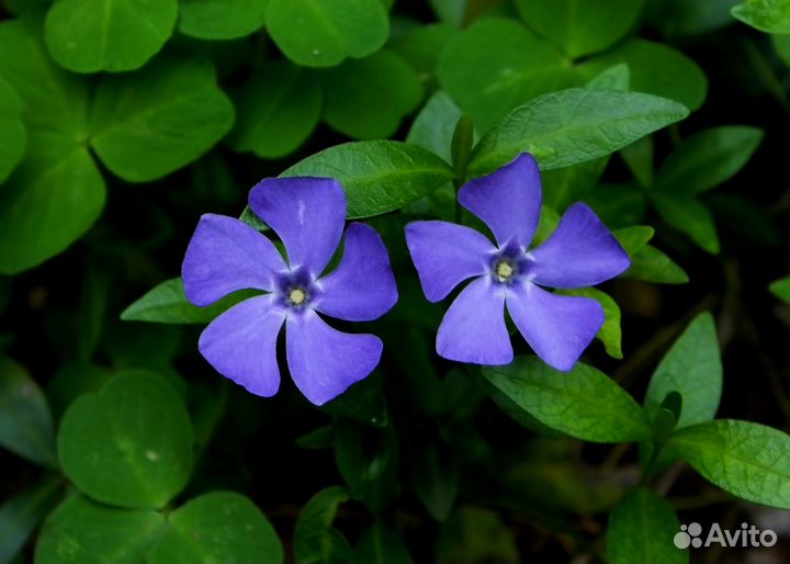 Барвинок малый