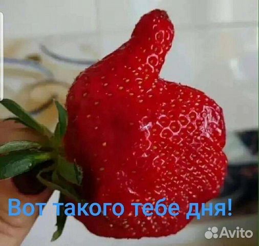 Повар, лепщица пельмени