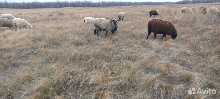 Баран. Романовский на племя