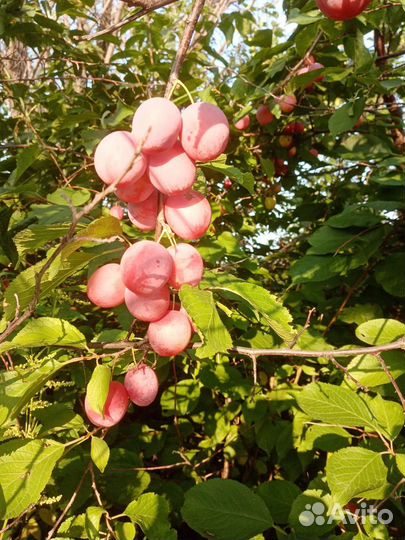 Слива уссурийская