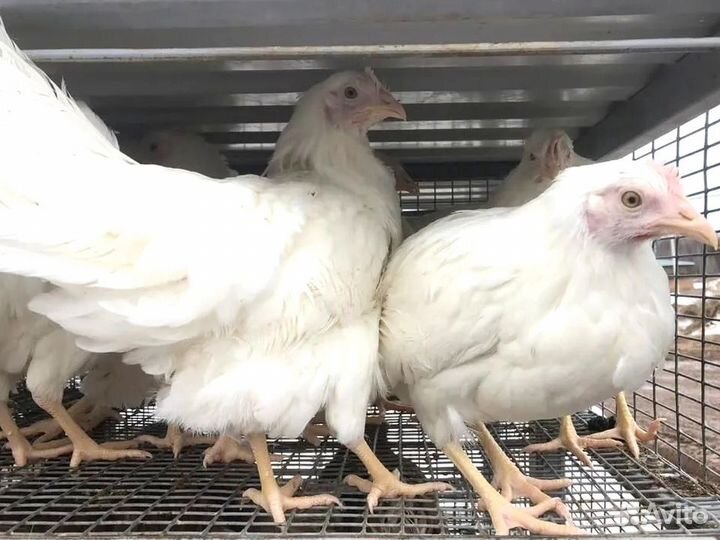Куры несушки