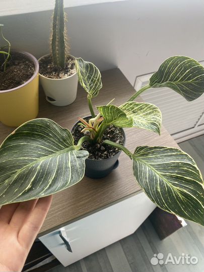 Комнатные растения