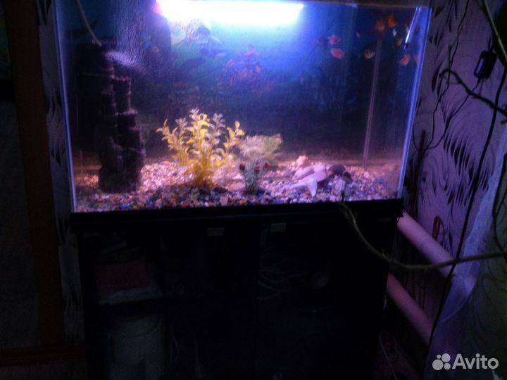 Аквариумные рыбки 9 штук