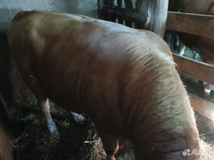 Продажа с х животных