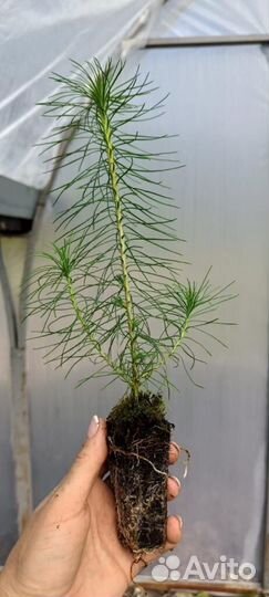 Саженцы сосны зкс от производителя