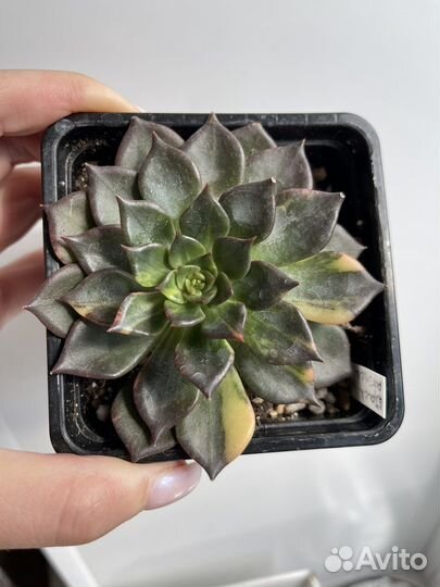 Эхеверия разные сорта