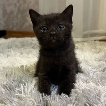 Турецкая ангора котёнок