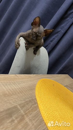 Канадский Сфинкс