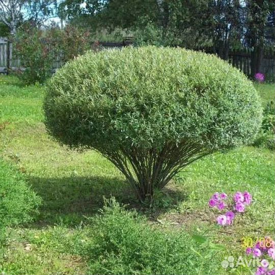 Карликовая ива