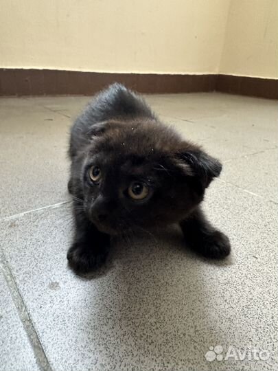 Вислоухий котенок в добрые руки