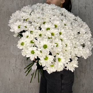 Цветы. Хризантемы с доставкой в Иркутске