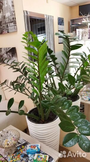 Замиокулькас саженцы