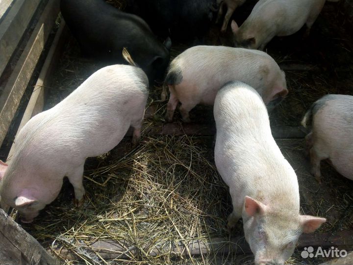 Вьетнамские вислобрюхие поросята