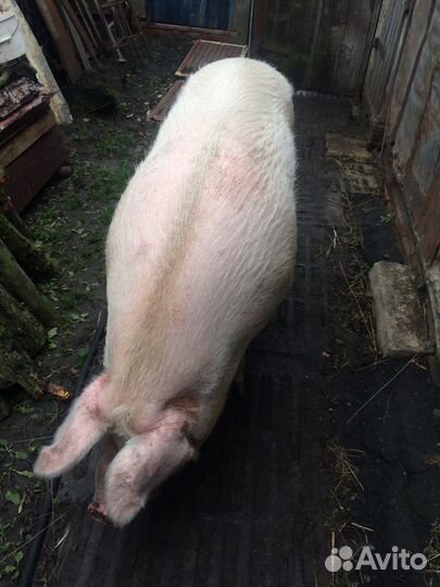 Свинья на мясо