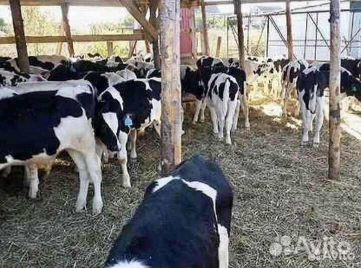 Телята бычки