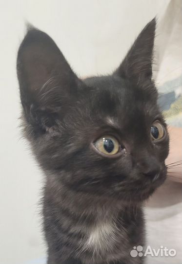 Котенок мальчик 2 месяца