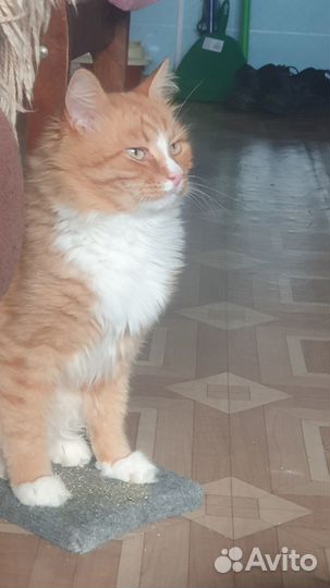Рыжий красавчик ищет дом