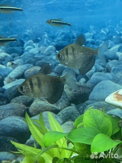 Тернеция в добрые руки стайка 5 штук