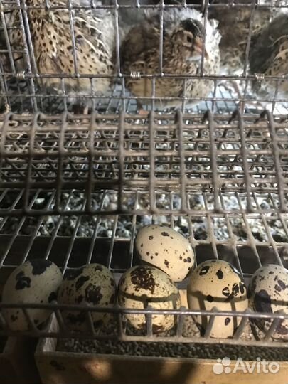 Инкубационное яйцо перепелов(фараон)