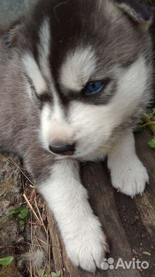 Щенки сибирской хаски